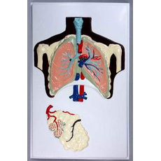 Модель барельефная "Строение легких"