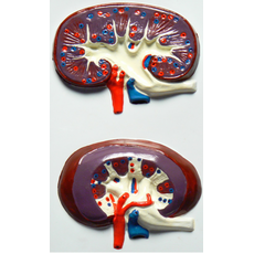 Модель барельефная "Строение почки"