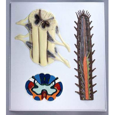 Модель барельефная "Строение спинного мозга"