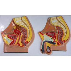 Модель барельефная "Таз мужской и таз женский"