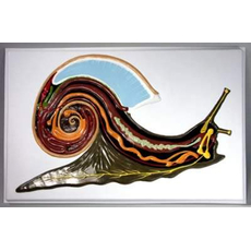 Модель барельефная "Внутреннее строение брюхоногого моллюска"