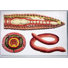 Модель барельефная "Внутреннее строение дождевого червя"
