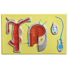 Модель барельефная "Внутреннее строение гидры"