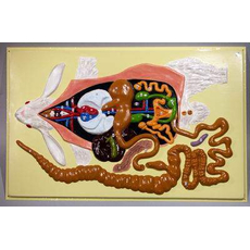 Модель барельефная "Внутреннее строение кролика"