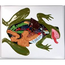 Модель барельефная "Внутреннее строение лягушки"