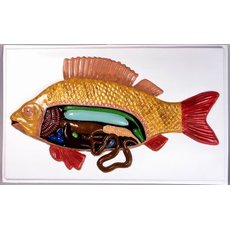 Модель барельефная "Внутреннее строение рыбы"