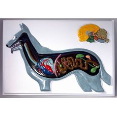 Модель барельефная "Внутреннее строение собаки"
