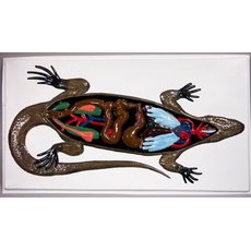 Модель барельефная "Внутреннее строение ящерицы"