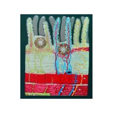 Модель барельефная "Ворсинка кишечная с сосудистым руслом"