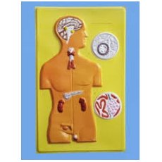 Модель барельефная "Железы внутренней секреции человека"