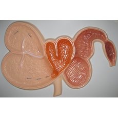 Модель барельефная "Желудок жвачного животного"