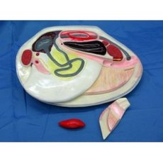 Модель "Беззубка" (двустворчатый моллюск)