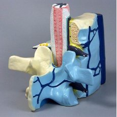 Модель части позвоночника человека