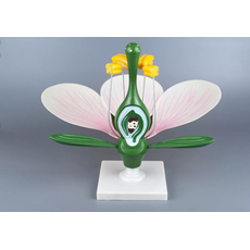 Модель "Цветок яблони"