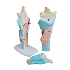 Модель гортань в разрезе