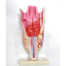Модель "Гортань"