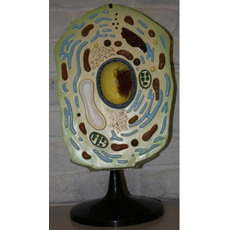 Модель "Клетка растения"