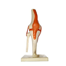 Модель "Коленный сустав"