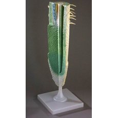 Модель "Корень растения"