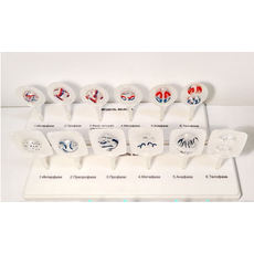 Модель "Митоз и мейоз клетки"