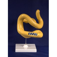 Модель "Молекула белка"