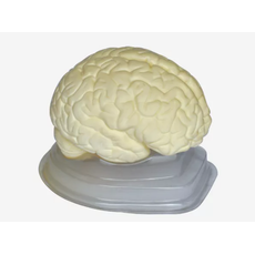 Модель "Мозг в разрезе" (белый)
