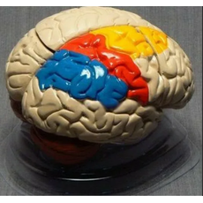 Модель "Мозг в разрезе"