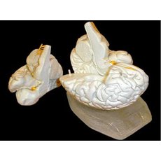 Модель мозга в разрезе (белый)