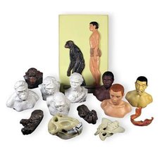 Модель "Набор палеонтологических находок. Происхождение человека"