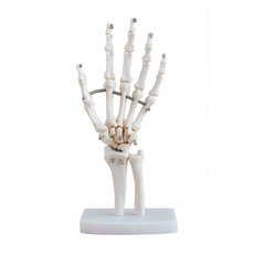 Модель по анатомии Кисть XC-114
