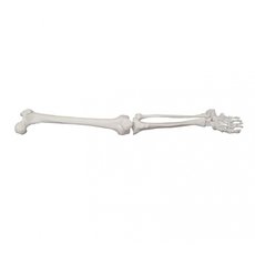 Модель по анатомии Кости нижней конечности XC-122