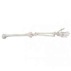 Модель по анатомии Кости верхней конечности ХС-121