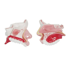 Модель по анатомии Носовая полость XC-309