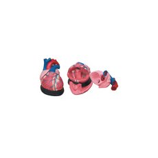 Модель по анатомии Сердце (демонстрационн) ХС-307