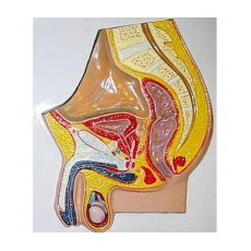 Модель по анатомии Таз мужской ХС-123