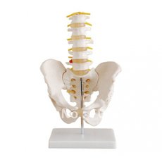 Модель по анатомии Таз с 5-ю позвонками XC-115