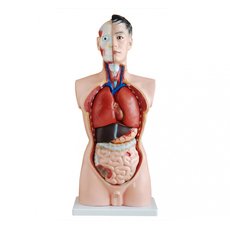 Модель по анатомии Торс чел. 85 см 19 частей мужск