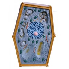 Модель по ботанике Строение клетки растения