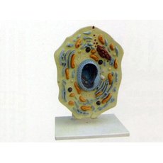 Модель по ботанике Строение клетки животного