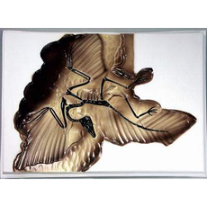 Модель по зоологии Археоптерикс объёмная