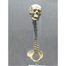 Модель "Позвоночник с черепом и тазом"