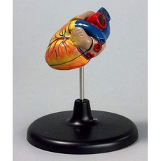 Модель сердца мини