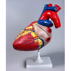 Модель сердца в разрезе (демонстрационная)