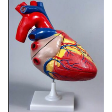 Модель "Сердце" (увеличенная)