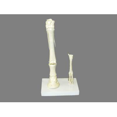 Модель « Скелет конечностей лошади» (передняя и задняя)