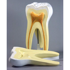 Модель "Строение зуба"