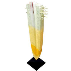 Модель строения корня