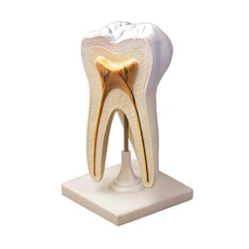 Модель строения зуба