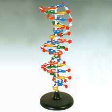 Модель структуры ДНК (разборная)