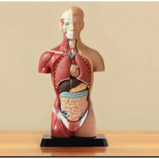 Модель Торс человека 42 см.